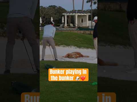 Chief Companion Officer β€οΈπΆ