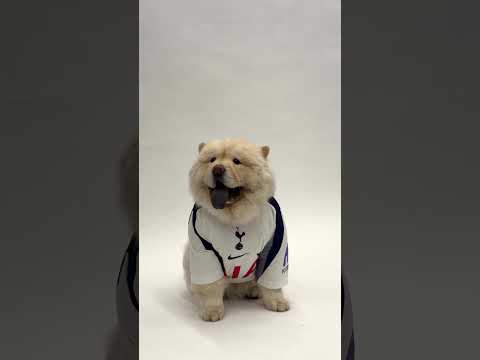 코너 갤러거 반려견 프레디도 영입 완료🐾🐶 #THFC #COYS #SpursKR #토트넘