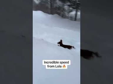 This pup is ready for a seat in F1 🏎️ 🐶 (via @jonlewhatdoing/IG)