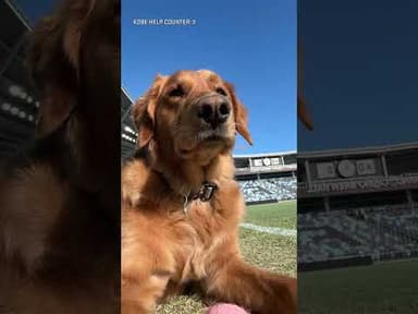 All set up for today with the help of the world's best assistant! #mnufc #mls #soccer #stadium #dog